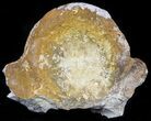 Fossil Brontotherium (Titanothere) Vertebrae - South Dakota #60644-2